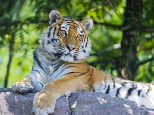 Картинка животные тигры хищник амурский тигр