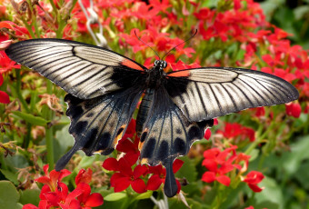 Картинка животные бабочки крылья цветы