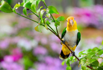 Картинка животные попугаи неразлучник ветка