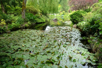 Картинка канада брентвуд бэй парк природа лилии пруд