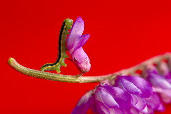 Картинка животные гусеницы насекомое цветок макро