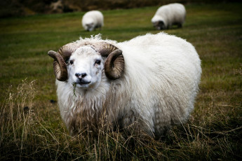 Картинка животные овцы бараны рога шерсть