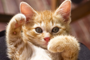 Картинка животные коты рыжий котёнок лапы
