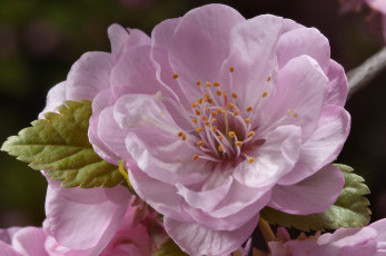 Картинка цветы цветущие деревья кустарники яблоня ветка
