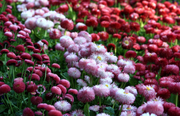 Картинка цветы маргаритки много пушистики