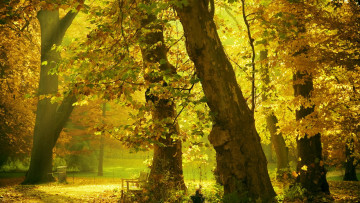 Картинка природа парк деревья скамейка осень