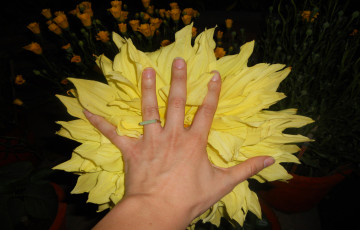 Картинка разное руки цветок рука