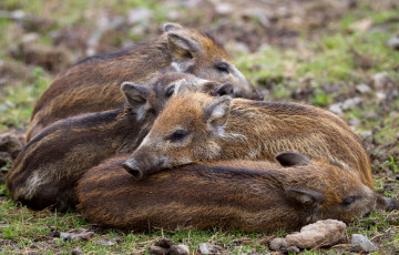Картинка животные свиньи кабаны поросята