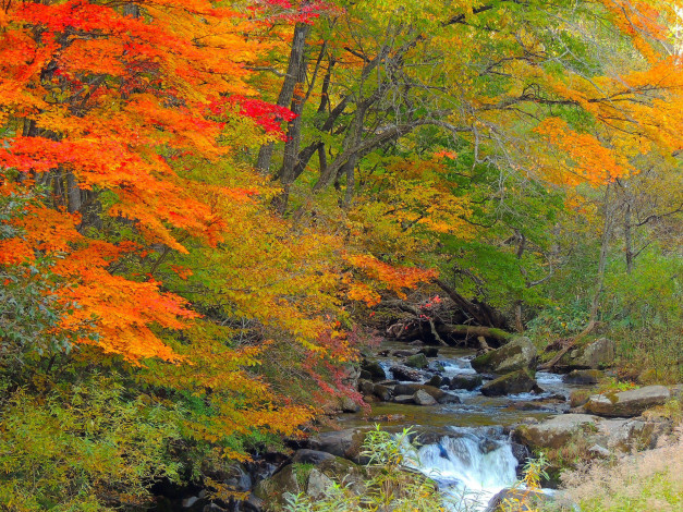 Обои картинки фото природа, реки, озера, камни, лес, река, осень