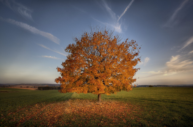 Обои картинки фото природа, деревья, небо, осень, одиночество