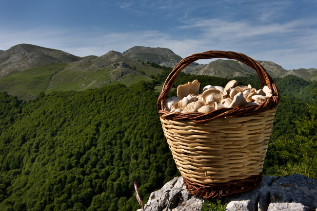 Обои картинки фото еда, грибы, грибные, блюда, корзинка, горы, пейзаж, лес