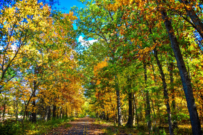 Обои картинки фото природа, дороги, деревья, осень, листья
