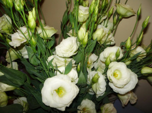 Картинка цветы эустома белые букет