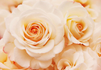 Картинка цветы розы нежность