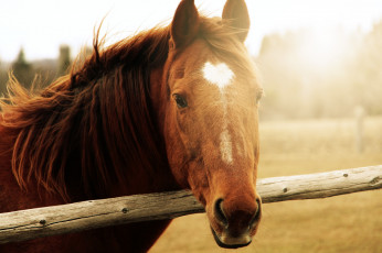 Картинка животные лошади конь солнце морда