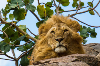 Картинка животные львы голова грива