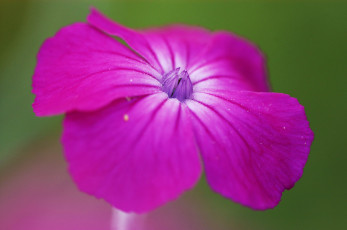 Картинка цветы фиолетовый цветок зеленый фон