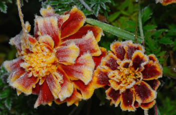 Картинка цветы бархатцы изморозь