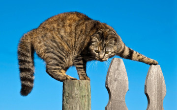 Картинка животные коты забор