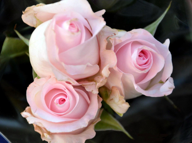 Обои картинки фото цветы, розы, бутоны, трио, розовый