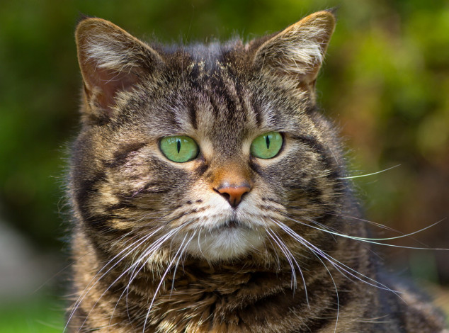 Обои картинки фото животные, коты, фон, зеленые, глаза, усы, полосатый