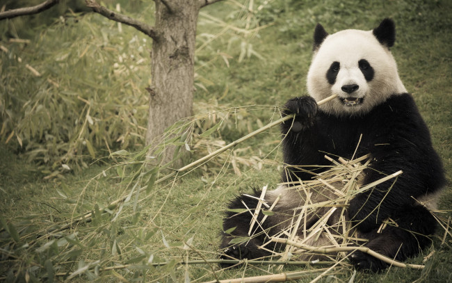 Обои картинки фото животные, панды, природа, бамбук