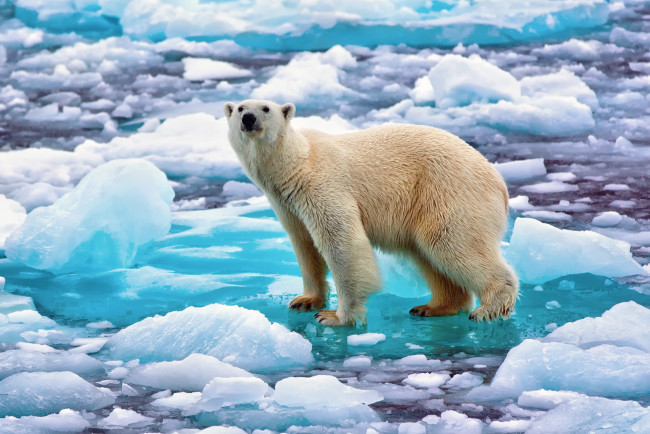 Обои картинки фото животные, медведи, белый, , полярный, медведь, снег, лёд, норвегия