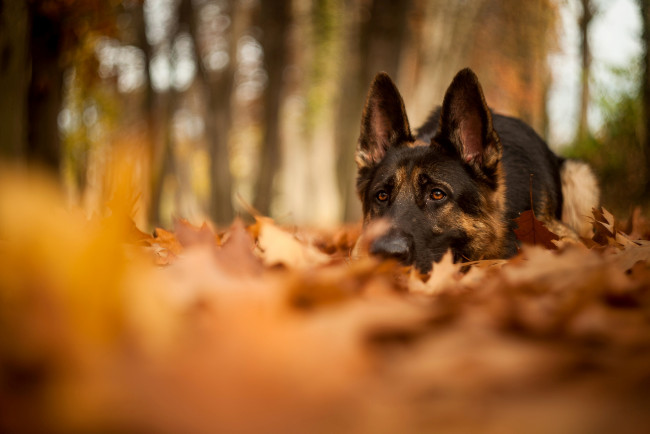 Обои картинки фото животные, собаки, лежит, овчарка, листья, природа, осень, лес