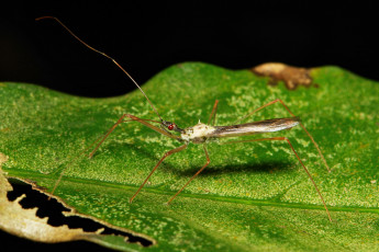 Картинка животные насекомые лист itchydogimages макро насекомое