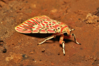 Картинка животные бабочки +мотыльки +моли моль насекомое макро itchydogimages
