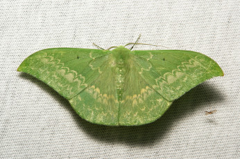 Картинка животные бабочки +мотыльки +моли мотылёк макро itchydogimages зелёный усики крылья