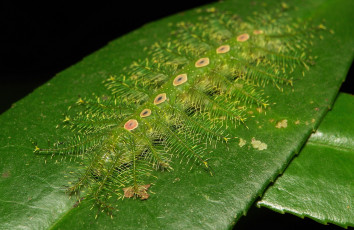 Картинка животные гусеницы гусеница лист насекомое макро itchydogimages необычная