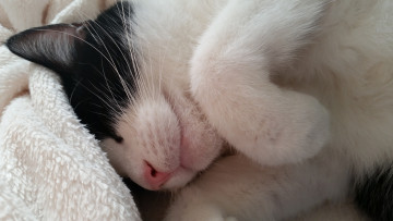 Картинка животные коты спит ушки усы коте киса лапка