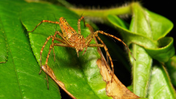 Картинка животные пауки лист лапки паук макро itchydogimages