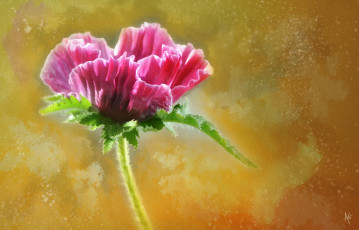Картинка рисованное цветы бутон розовый мак цветок