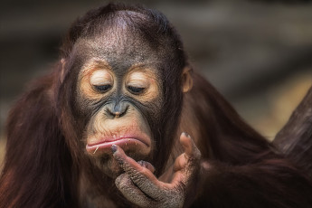 Картинка животные обезьяны орангутанг обезьяна