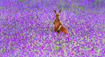 Картинка животные кенгуру цветы природа