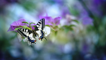 Картинка животные бабочки +мотыльки +моли листья бабочка махаон