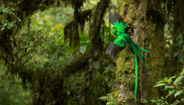 Картинка животные птицы полет зеленая мох птица квезаль джунгли