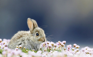 обоя животные, кролики,  зайцы, кролик, серый, цветы, трава
