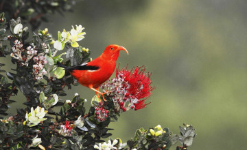 Картинка животные птицы гавайская цветочница клюв птица куст цветы