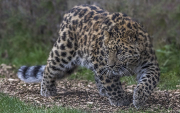 Картинка amur+leopard животные леопарды хищник