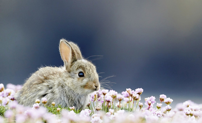 Обои картинки фото животные, кролики,  зайцы, кролик, серый, цветы, трава