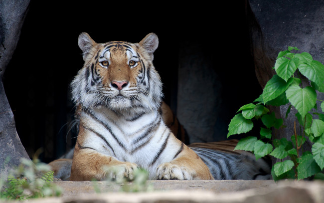 Обои картинки фото животные, тигры, тигр, отдыхает, полосатый, лежит, хищник