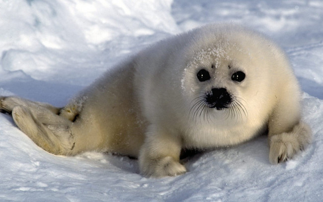 Обои картинки фото животные, тюлени,  морские львы,  морские котики, детеныш, белек, лед, снег, тюлень