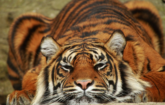 Обои картинки фото животные, тигры, хищник, тигр