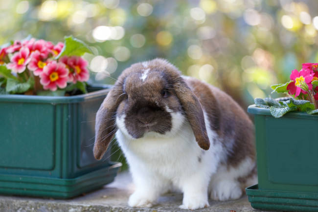 Обои картинки фото животные, кролики,  зайцы, кролик, цветы, примула