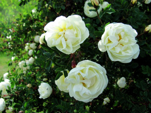 Картинка цветы розы белый
