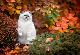 Картинка животные коты кот осень трава листья кусты белый природа голубые глаза кошка