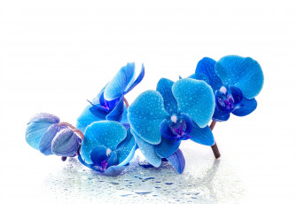 обоя цветы, орхидеи, орхидея, синяя, капли